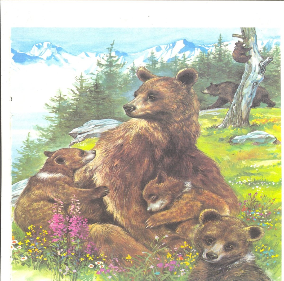 Медведь купается