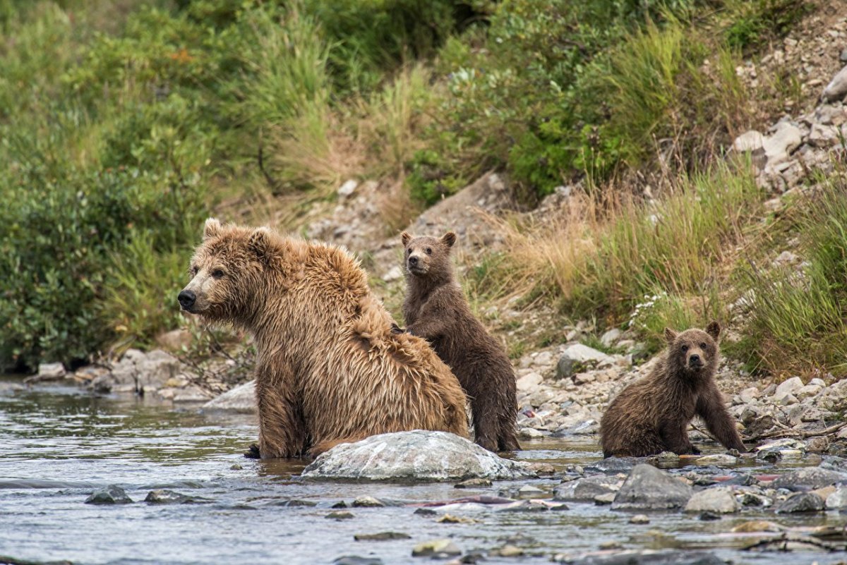 Купание медвежат Бианки иллюстрации