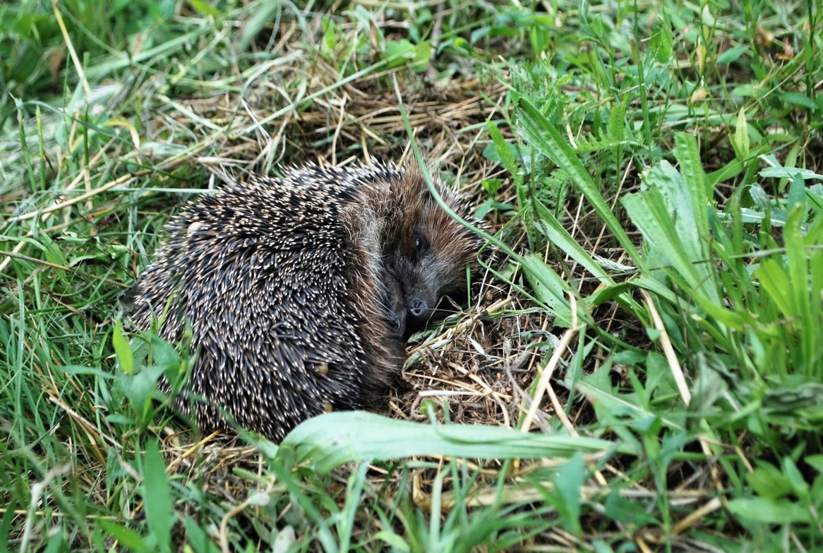 Ежики с прикольными надписями