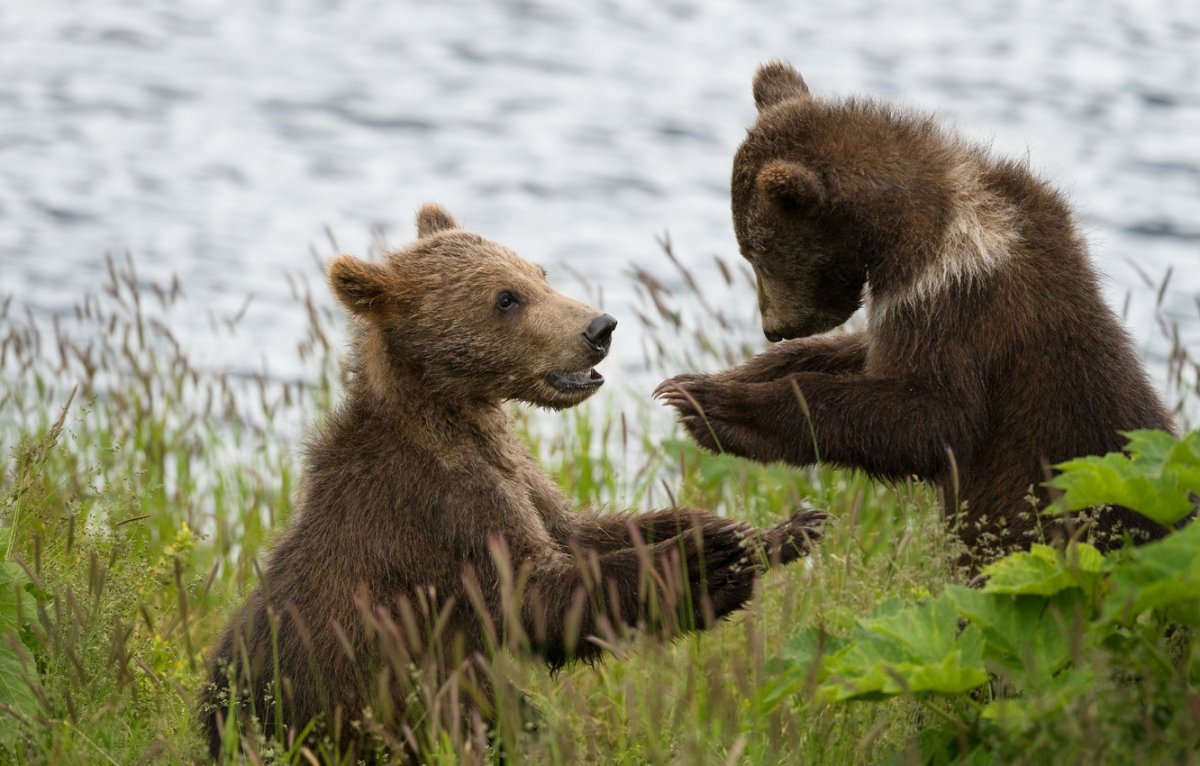 Медведица и три медвежонка в Истринский район