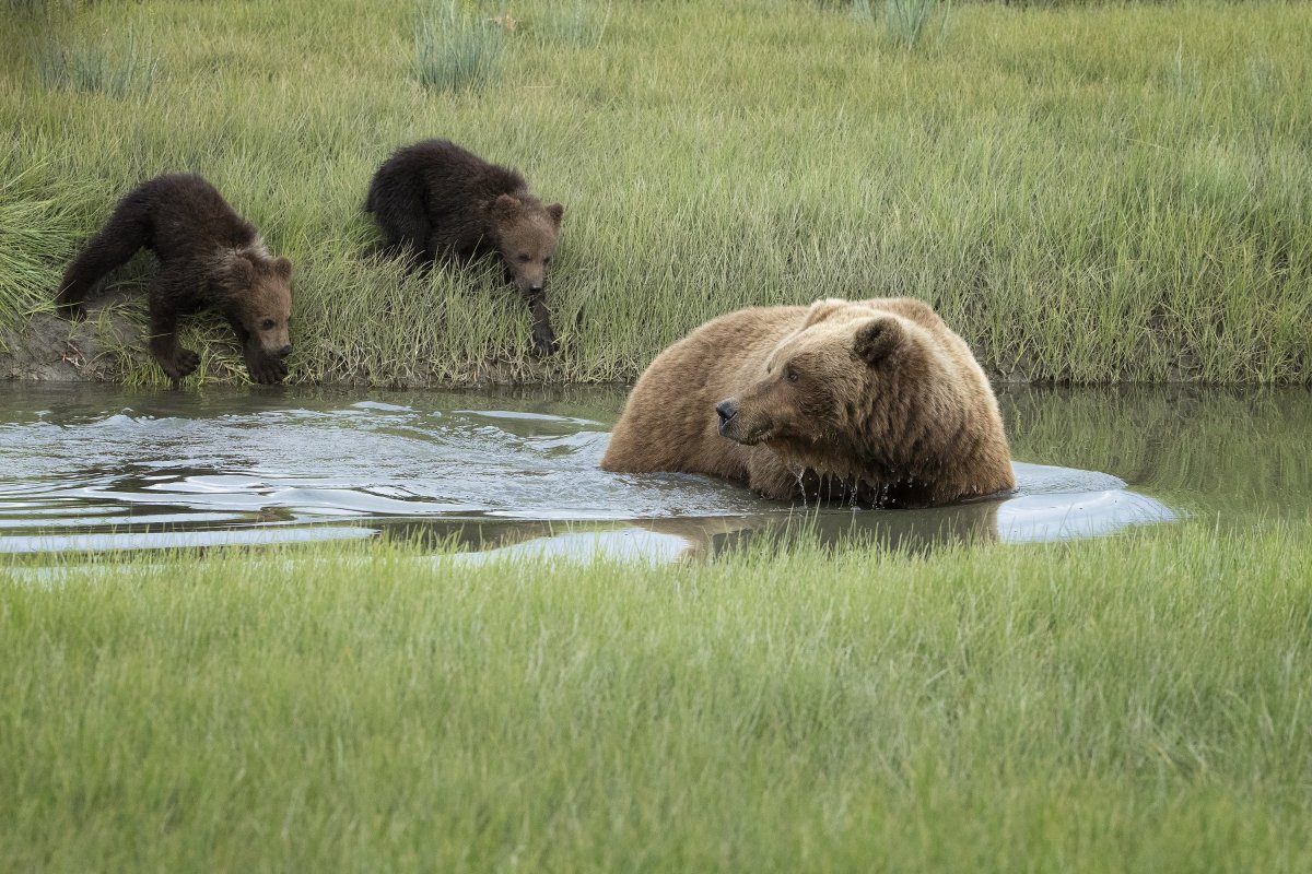Медведица купает медвежат