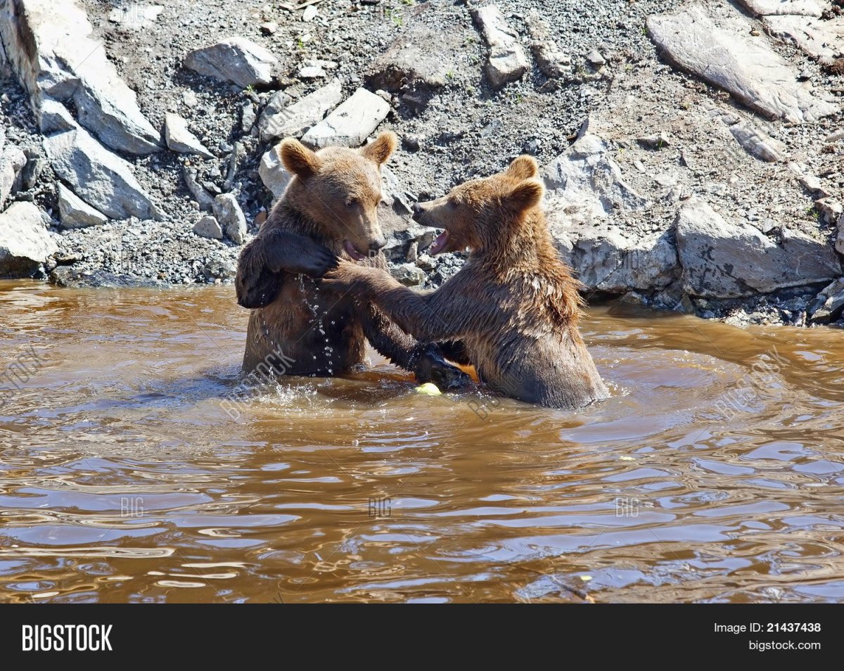 Медведица купает медвежат