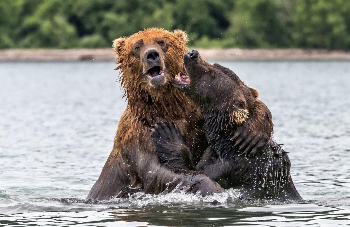 Медведи Камчатки. Начало жизни (2018)