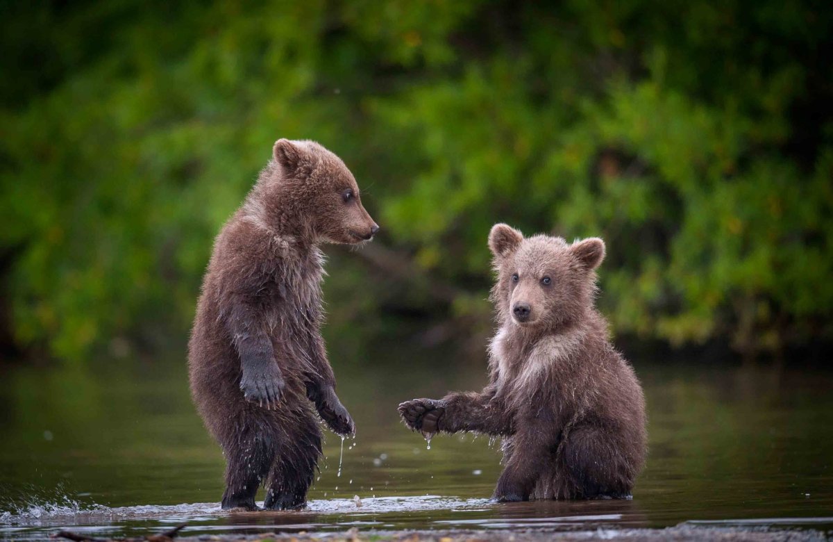 Медвежонок купается