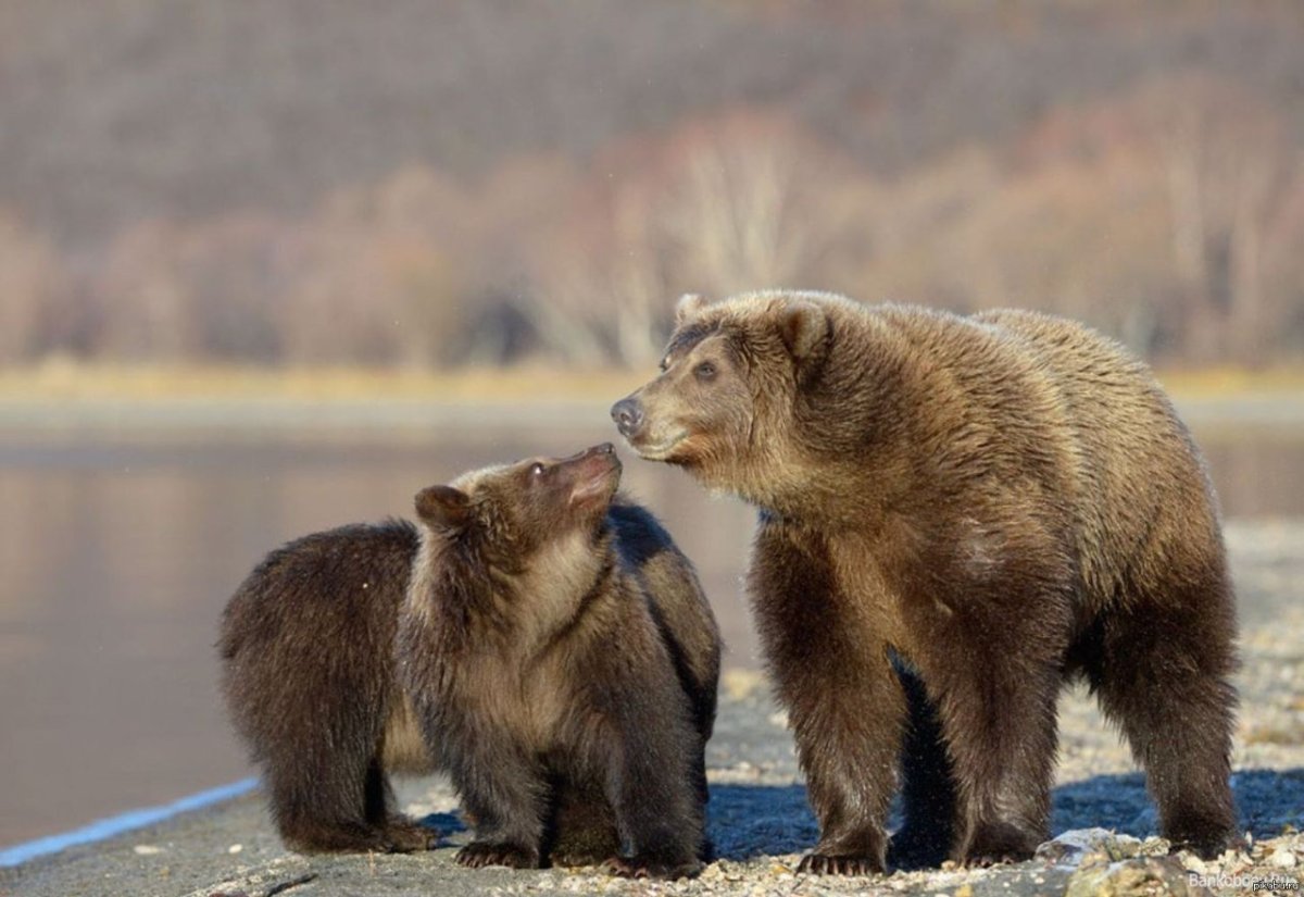 Купание медвежат