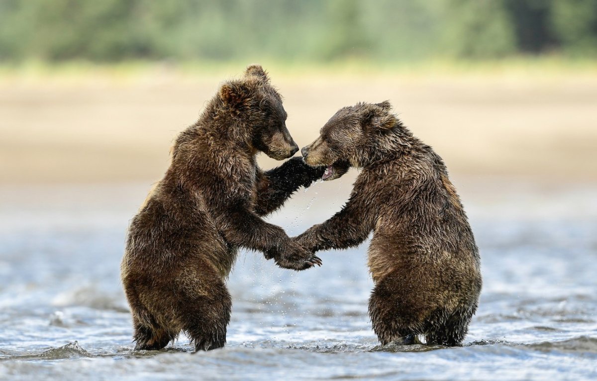 Рассказ Бианки купание медвежат