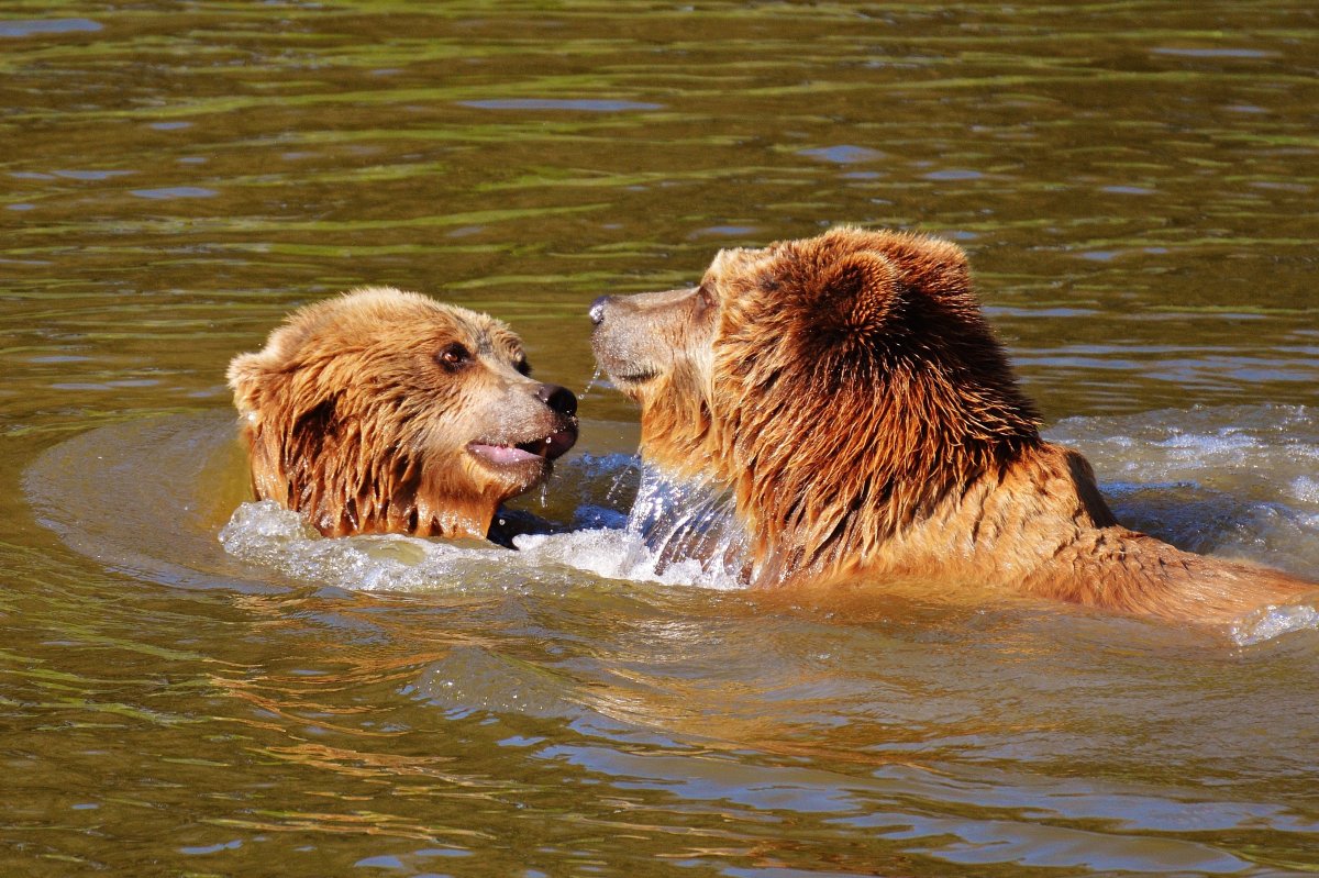 Купание медвежат Бианки