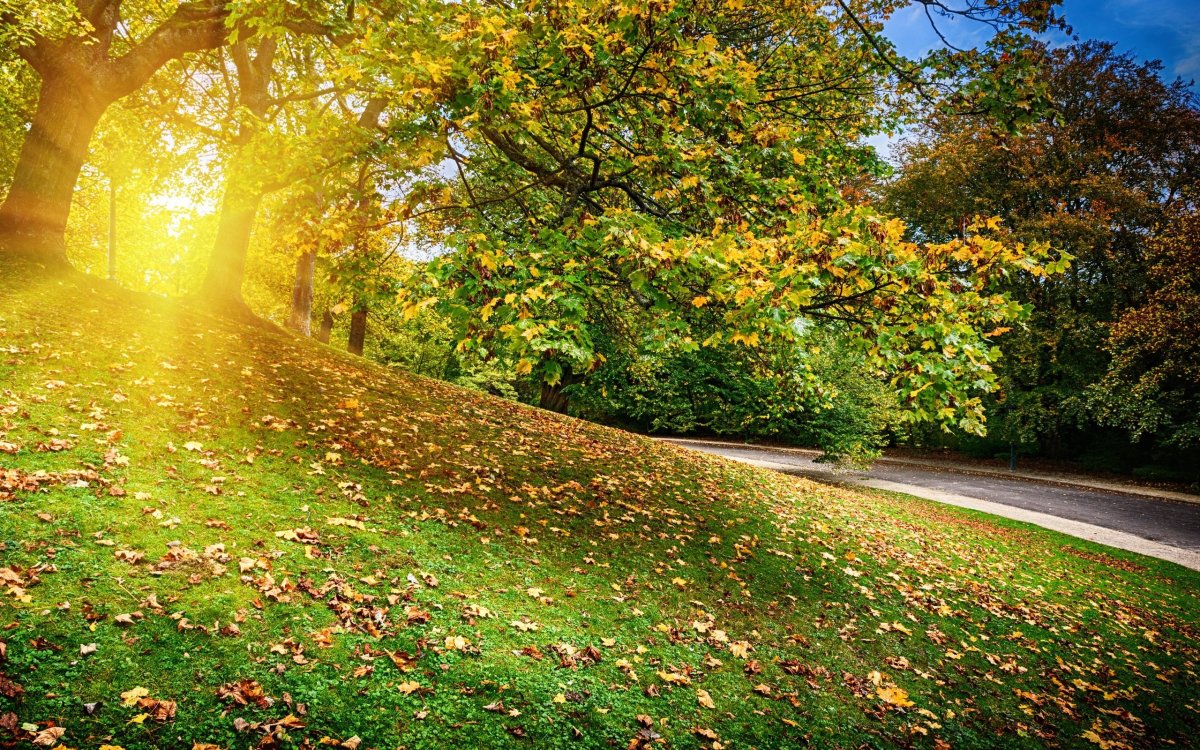 Осенний пейзаж Солнечный парк