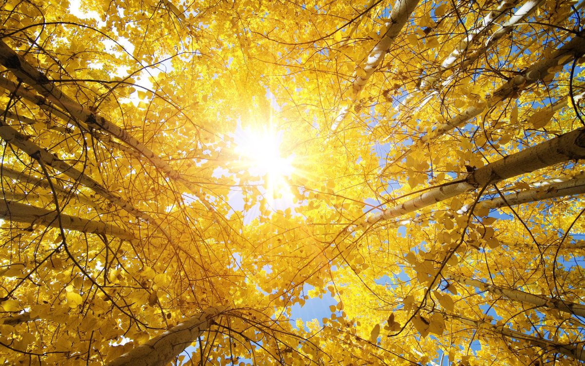Осень солнце
