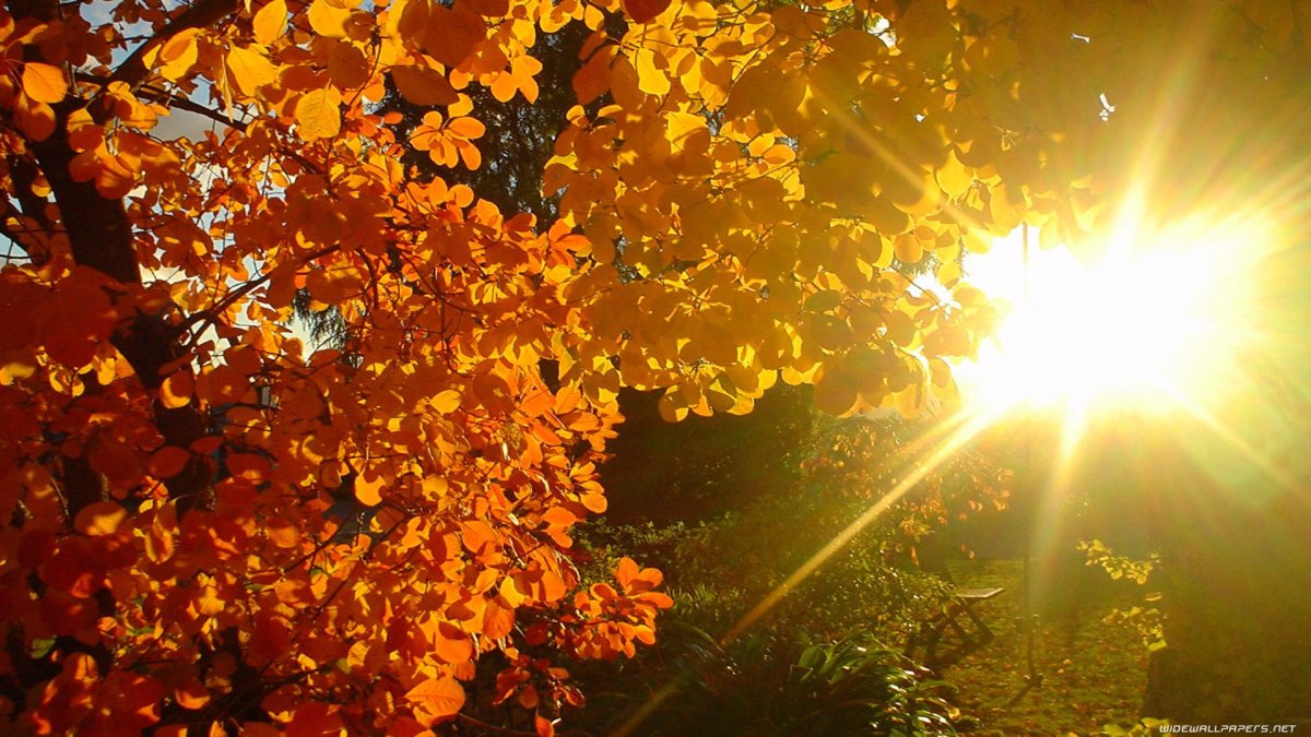 Солнечный осенний день