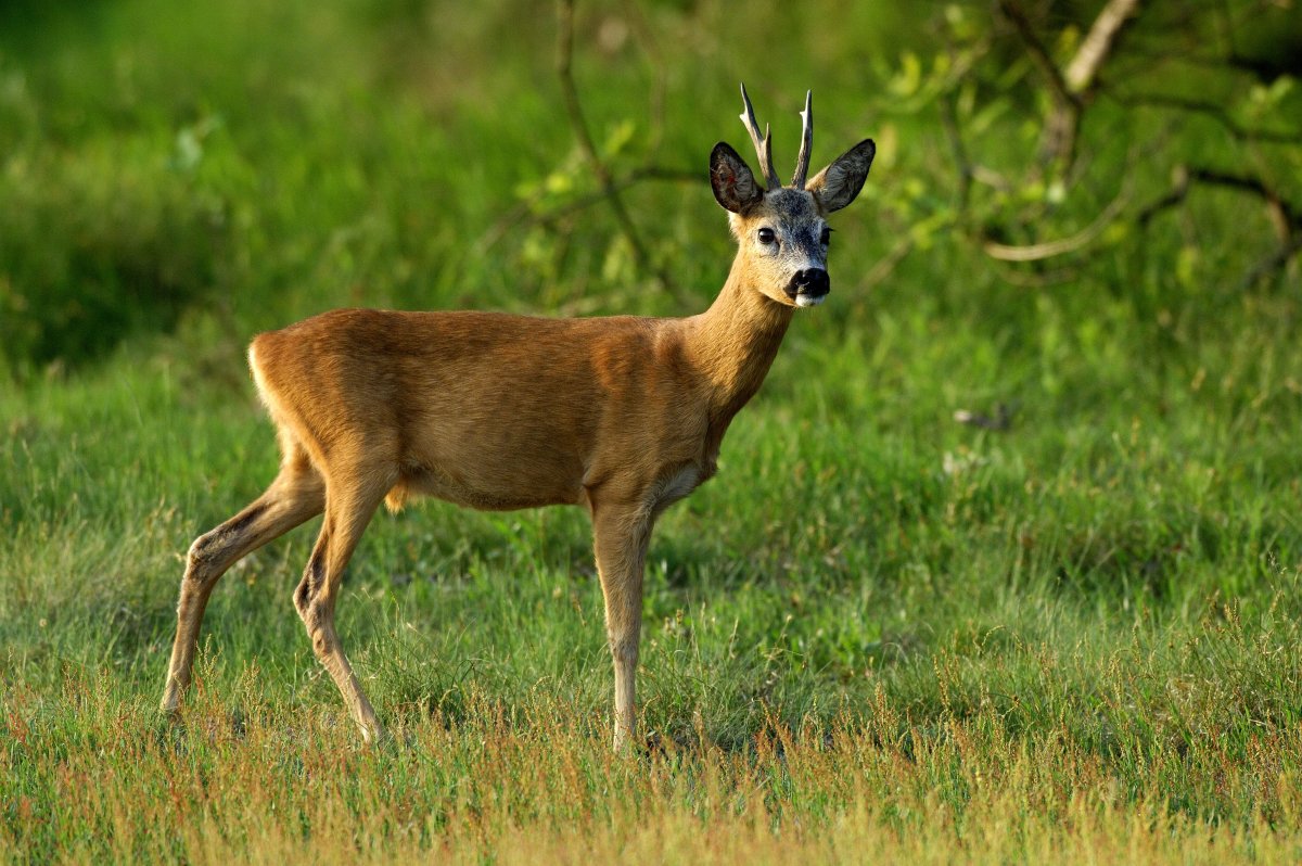 Европейская косуля
