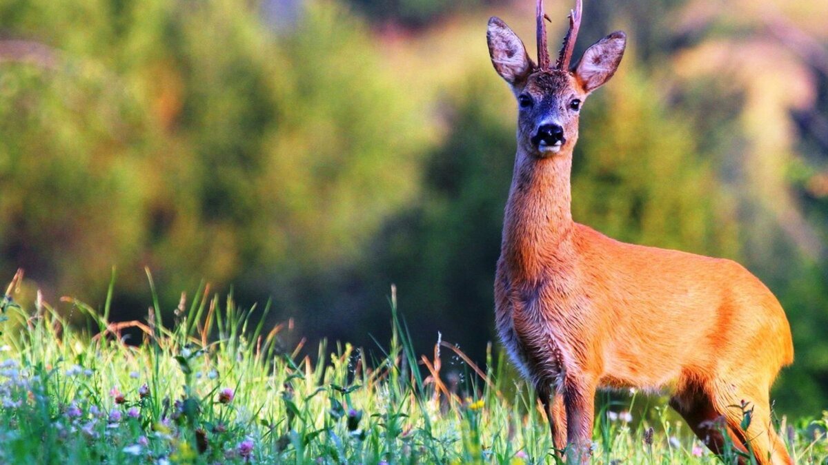 Сибирская косуля capreolus pygargus