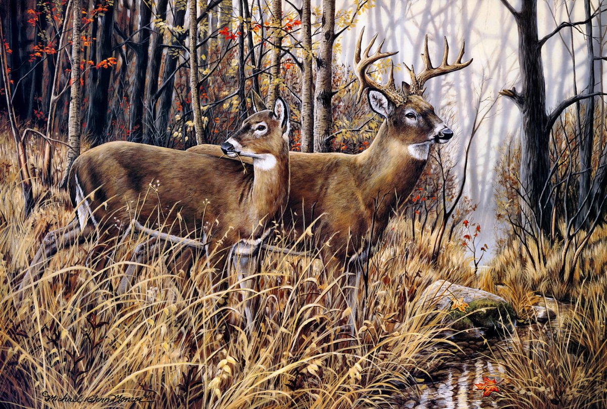 Косули в лесу картина