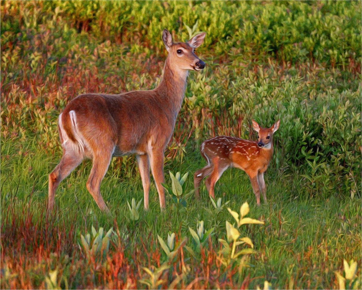 Европейская Лань косуля
