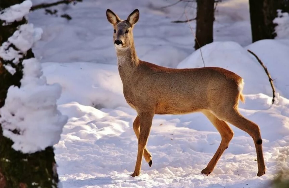 Косуля Сибирская в Самарской области