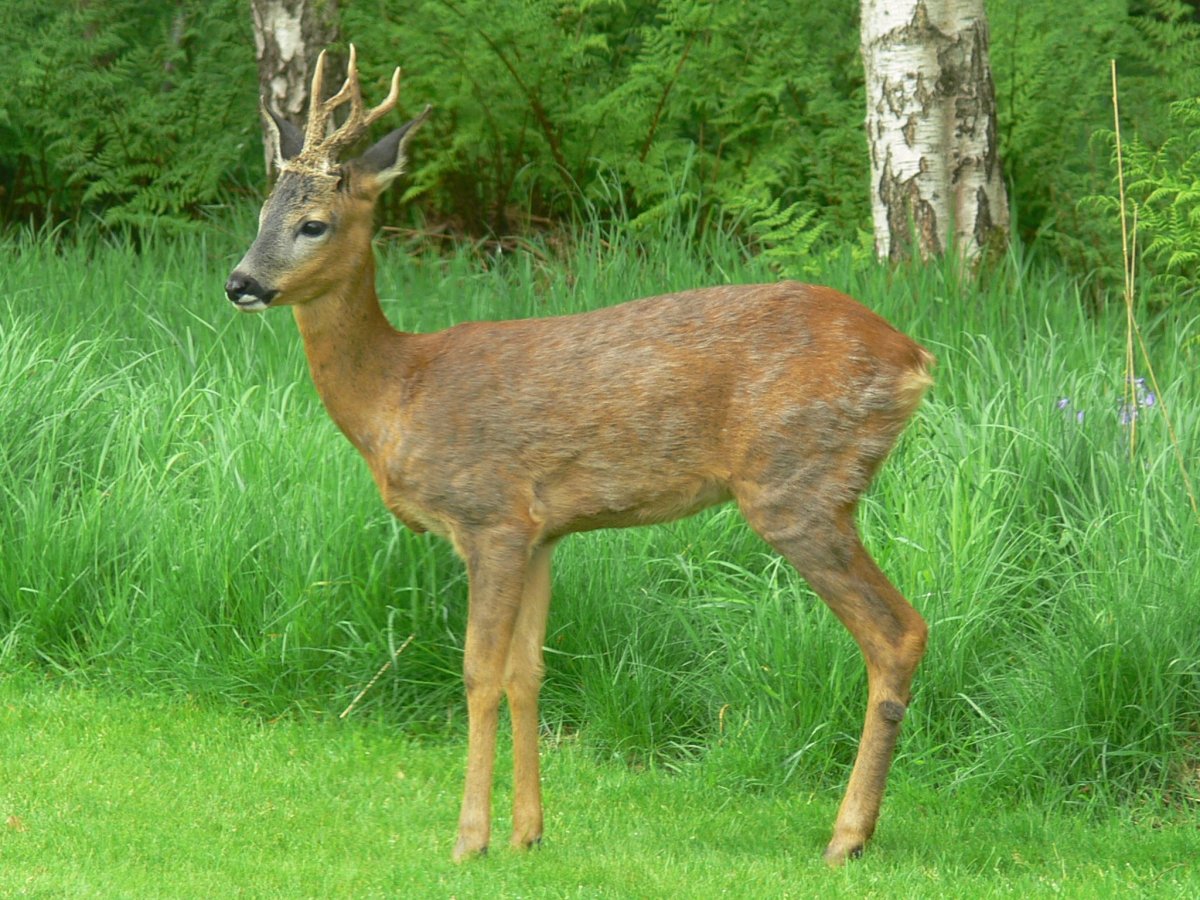 Картина косуля для детей