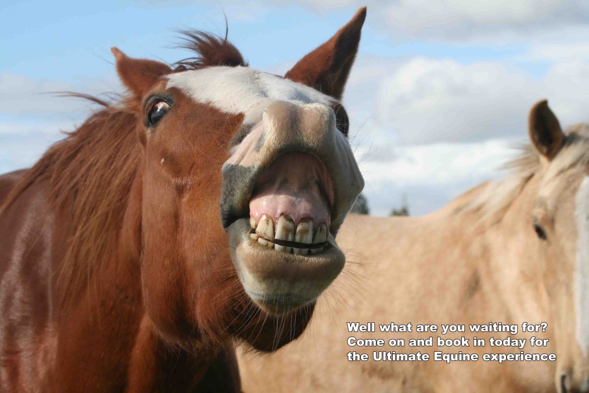 Довольный конь