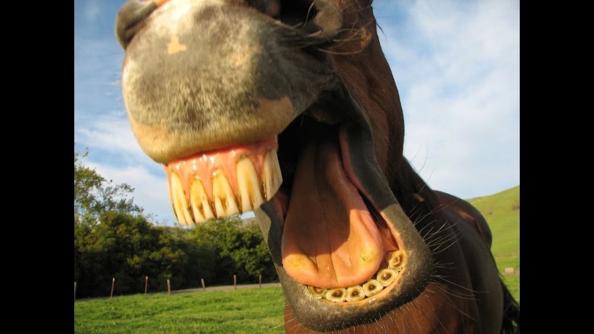 Зубастый конь