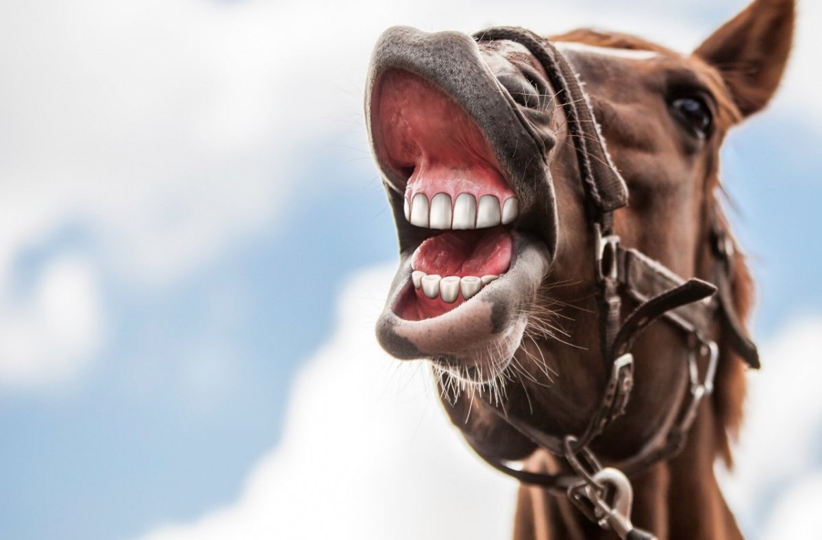 Лошадиная пасть