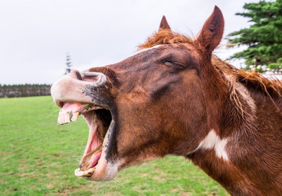 Зевок лошади