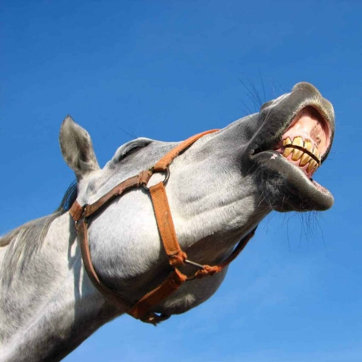 Смешной конь