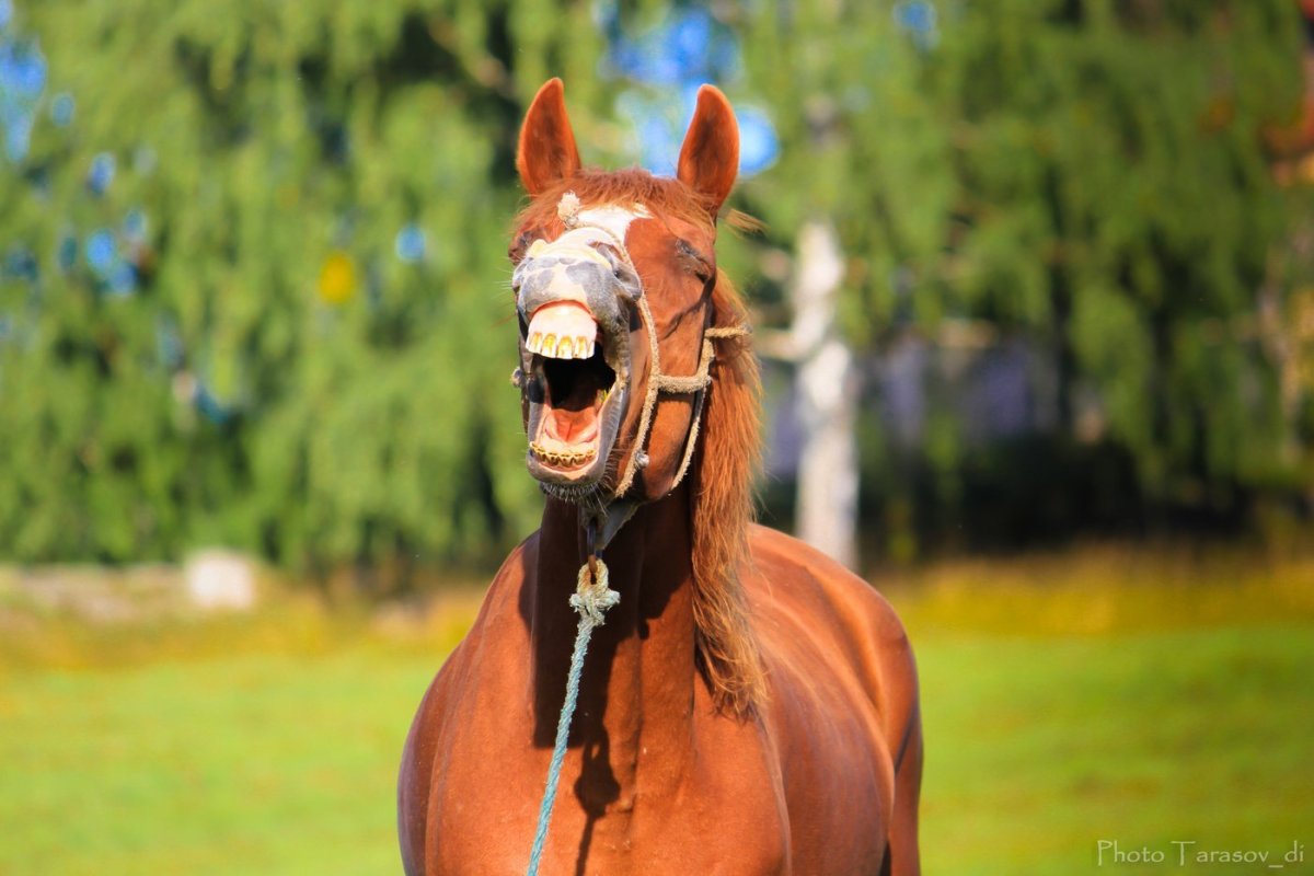 Лошадь улыбается