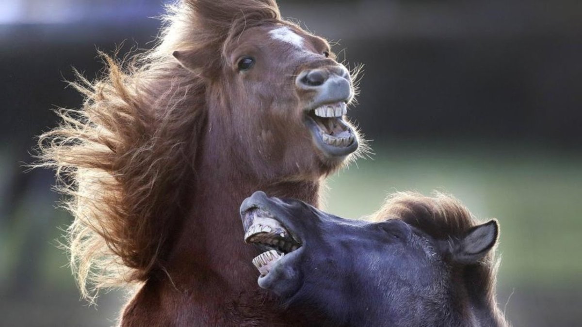 Дурацкая лошадь