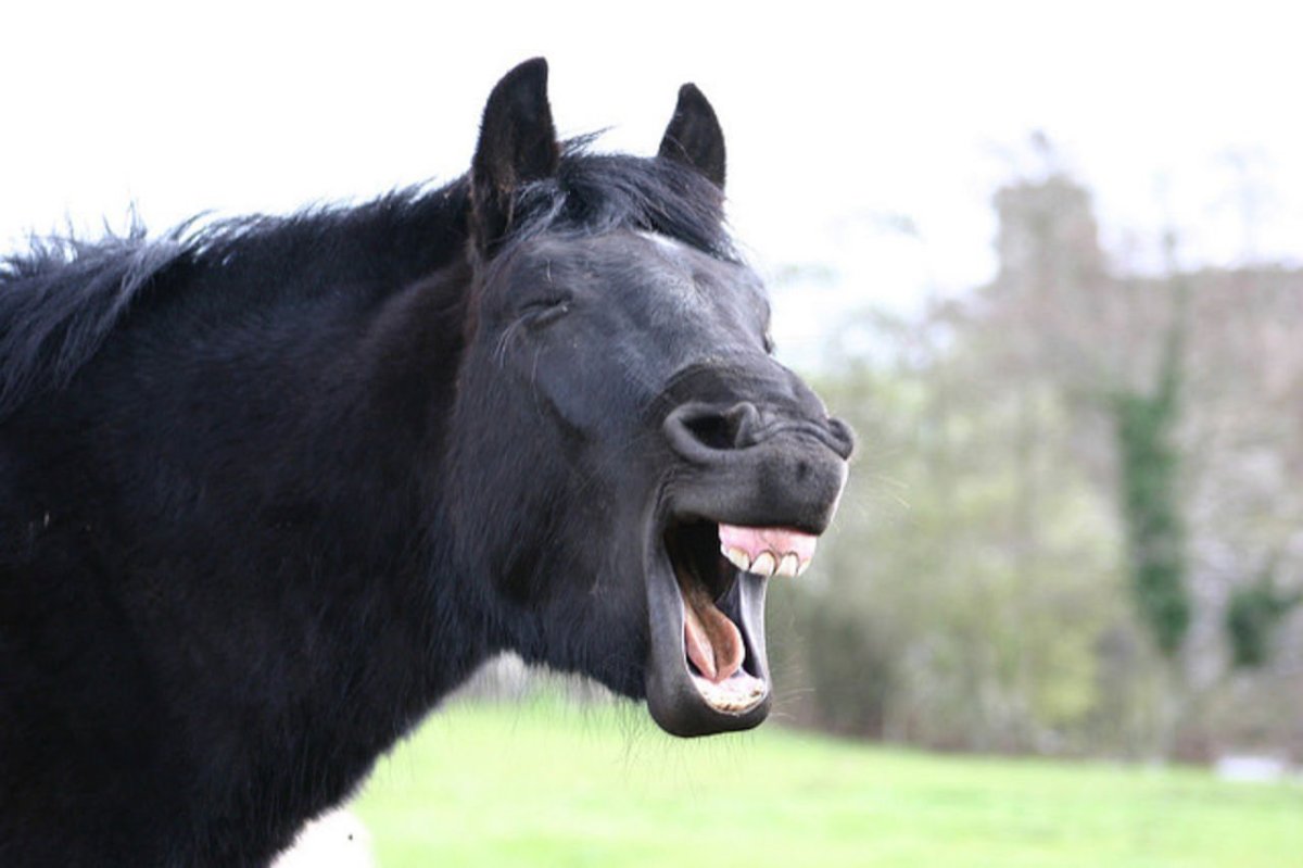 Конь с открытым ртом
