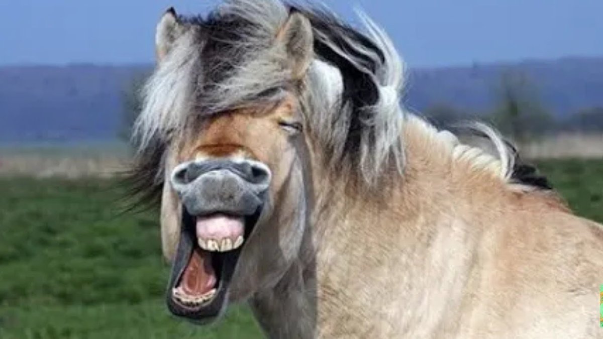 Конь улыбается