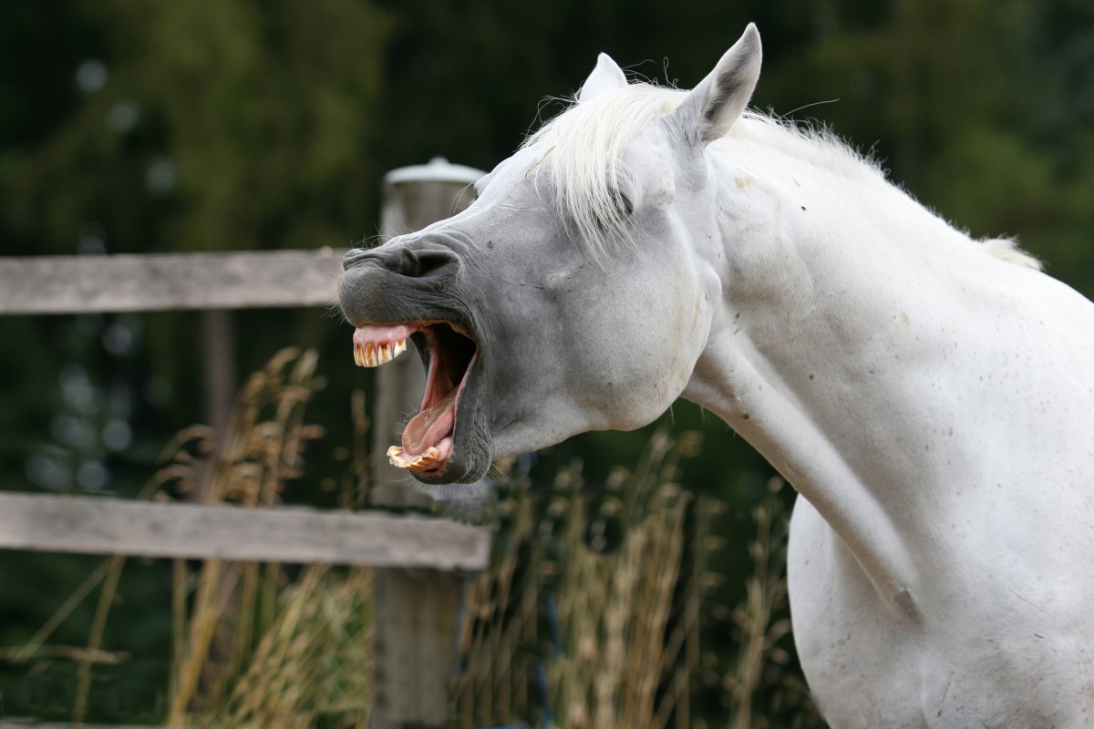 Лошадь улыбается