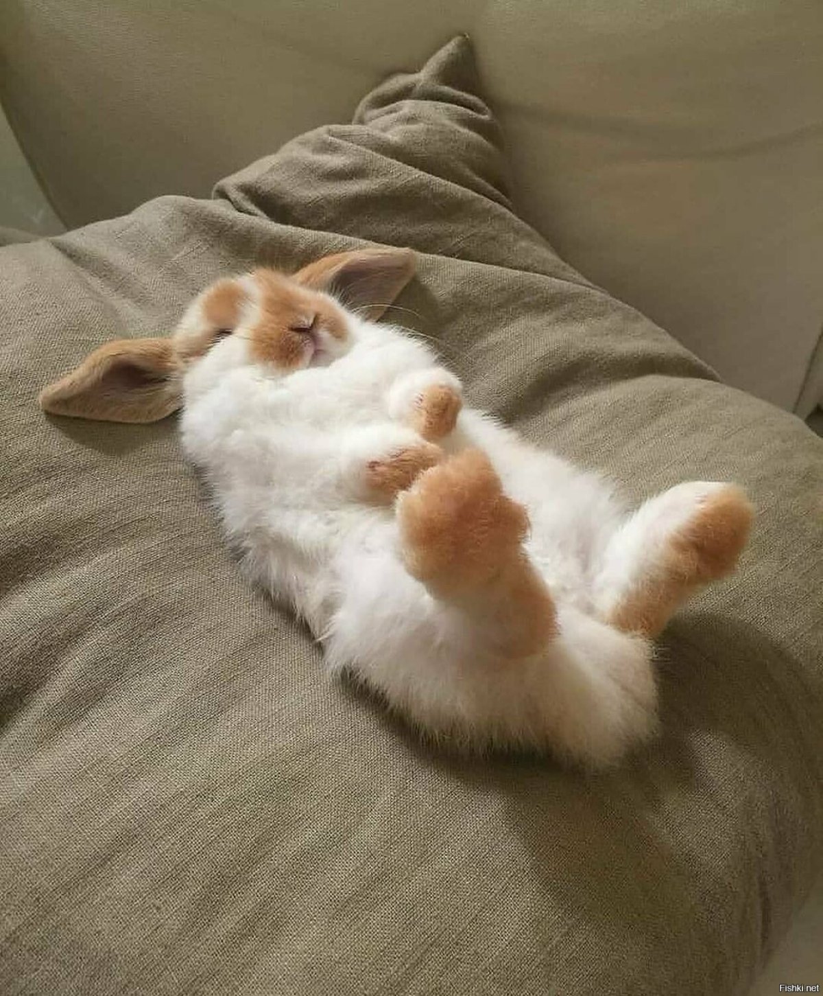 Спящий кролик