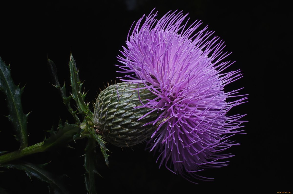 Чертополох мелкоголовчатый