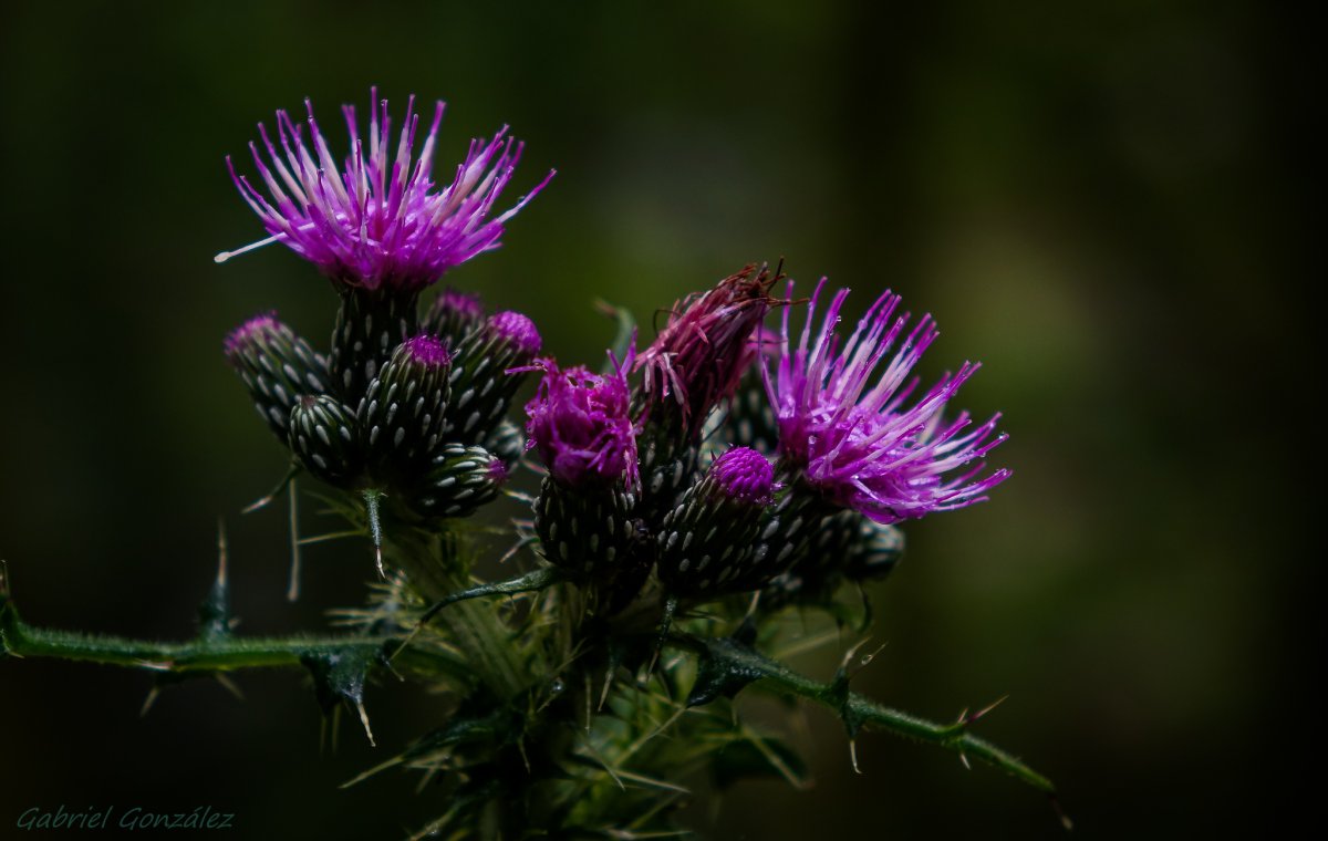 Бодяк чертополох