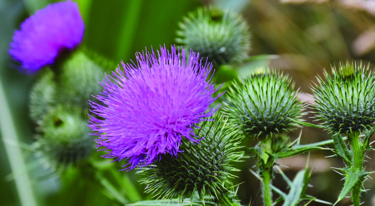 Чертополох Тёрмера