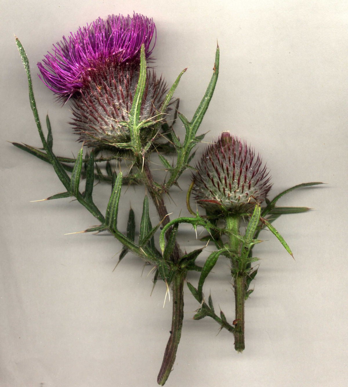 Чертополох сорняк