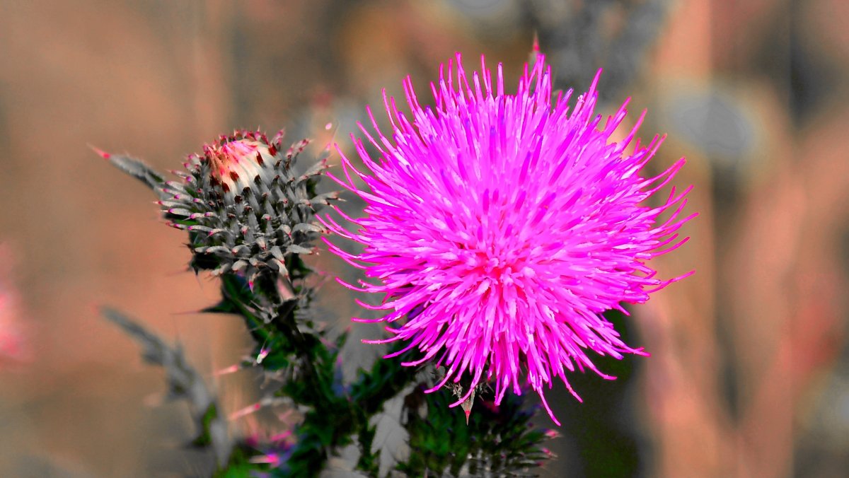 Чертополох соцветие