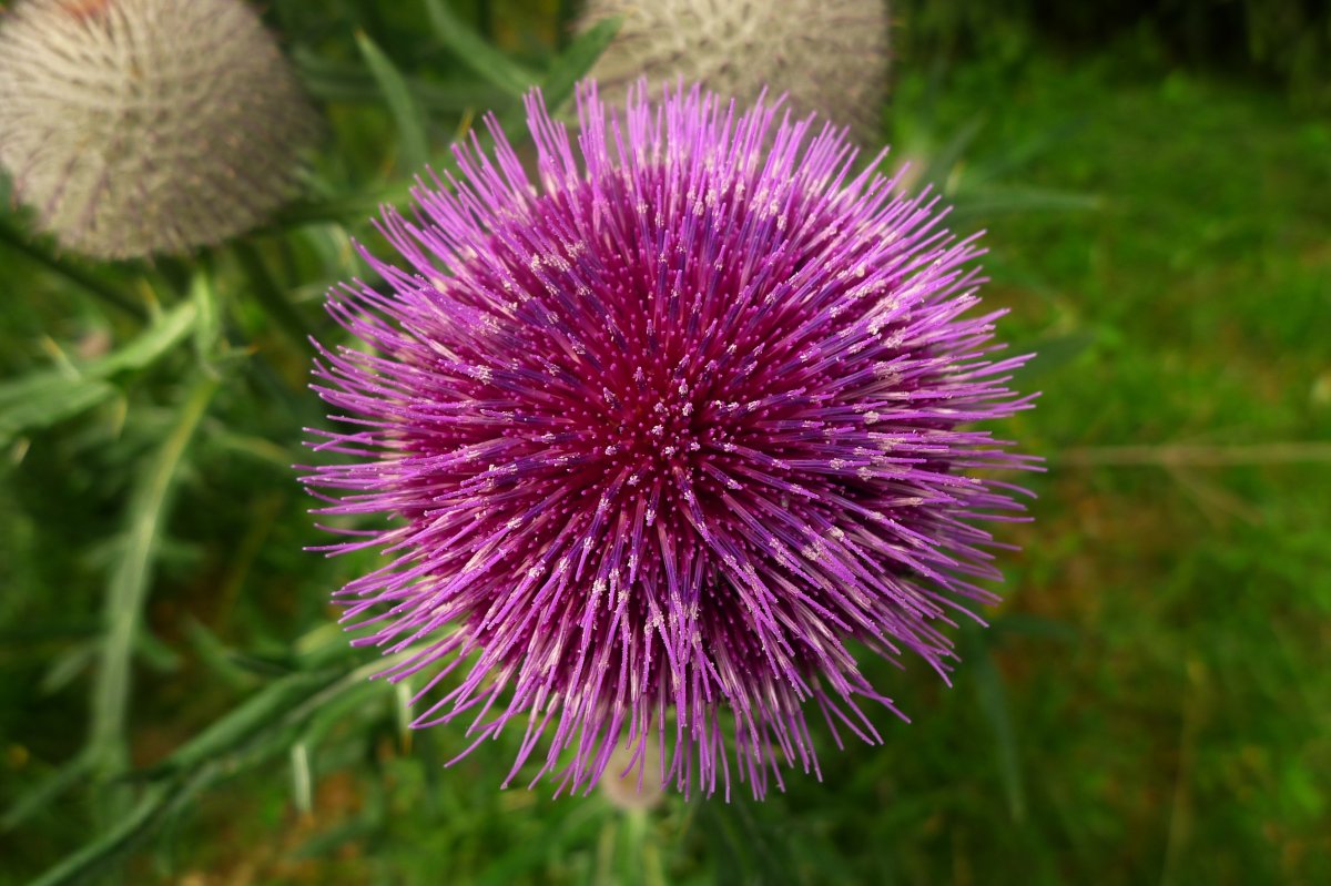 Татарник чертополох