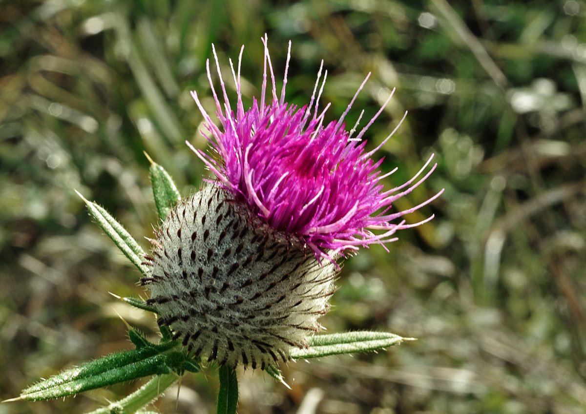 Мальта палеоцентаурея