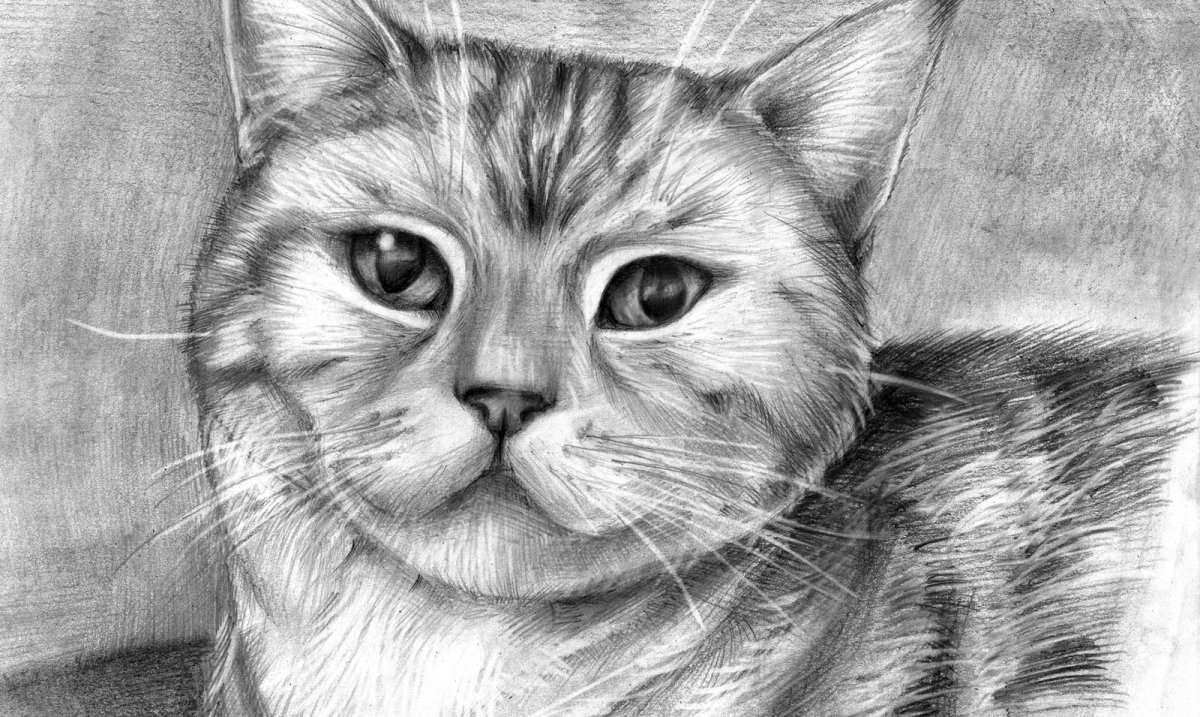 Животные карандашом