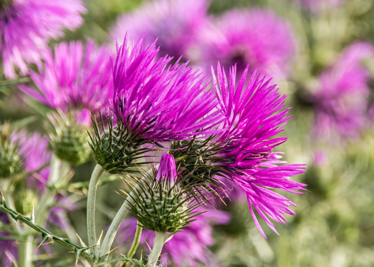 Чертополох (Thistle)