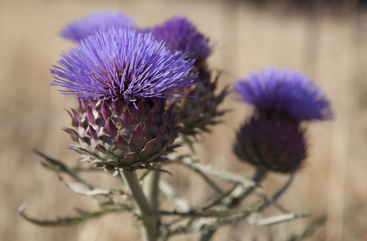 Чертополох растение