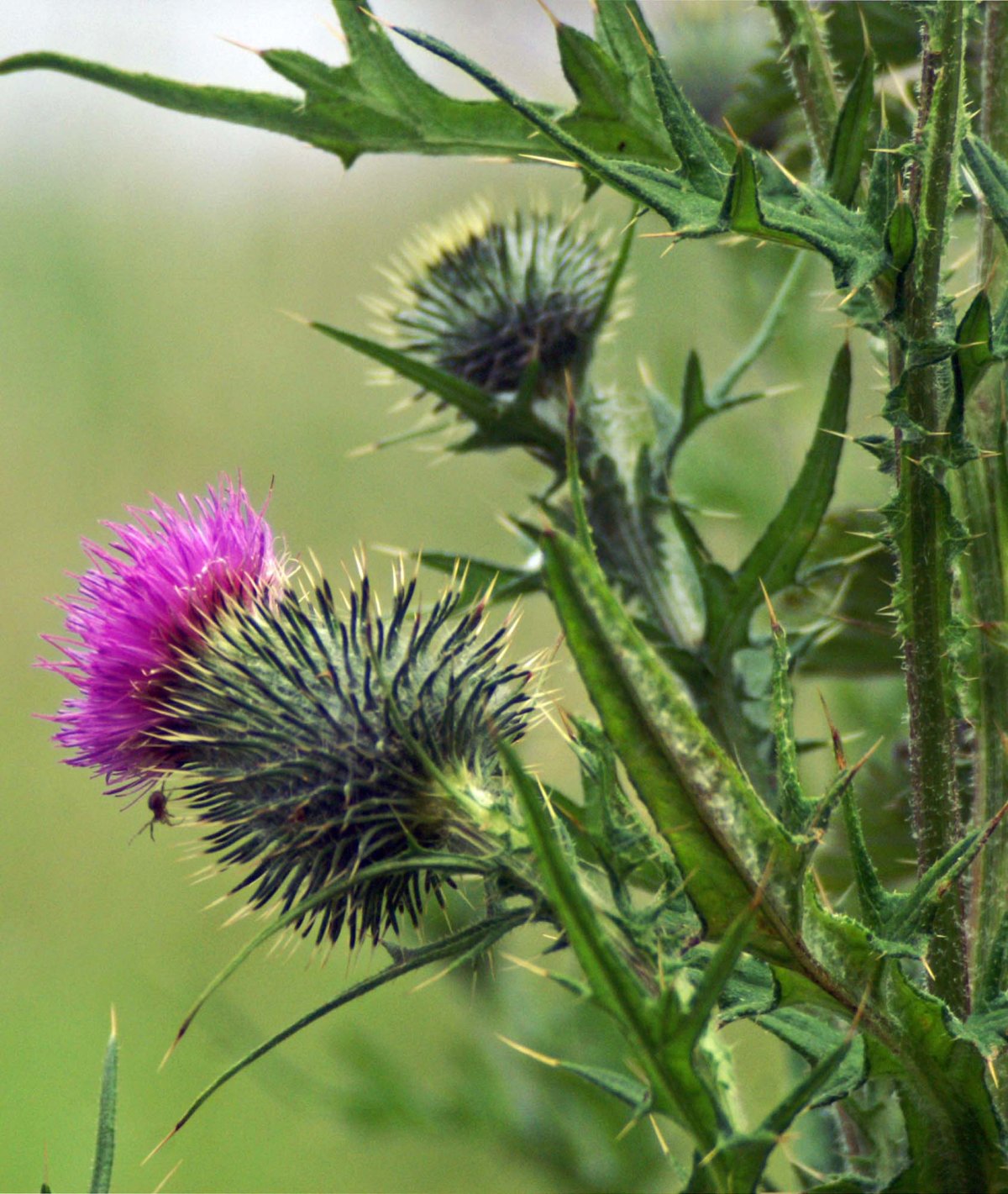 Чертополох Крымский