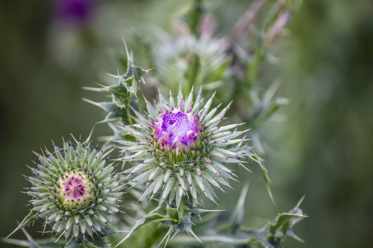 Чертополох мелкоголовчатый