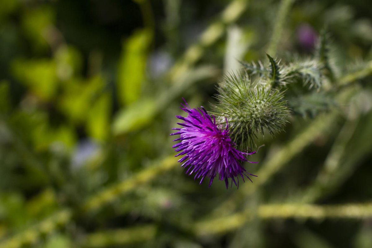 Чертополох Тёрмера