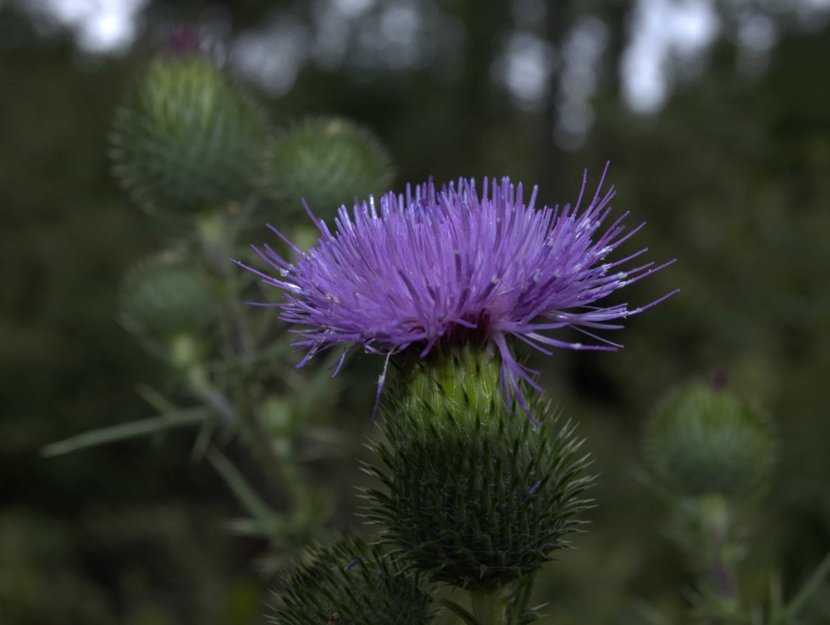 Колючки чертополоха