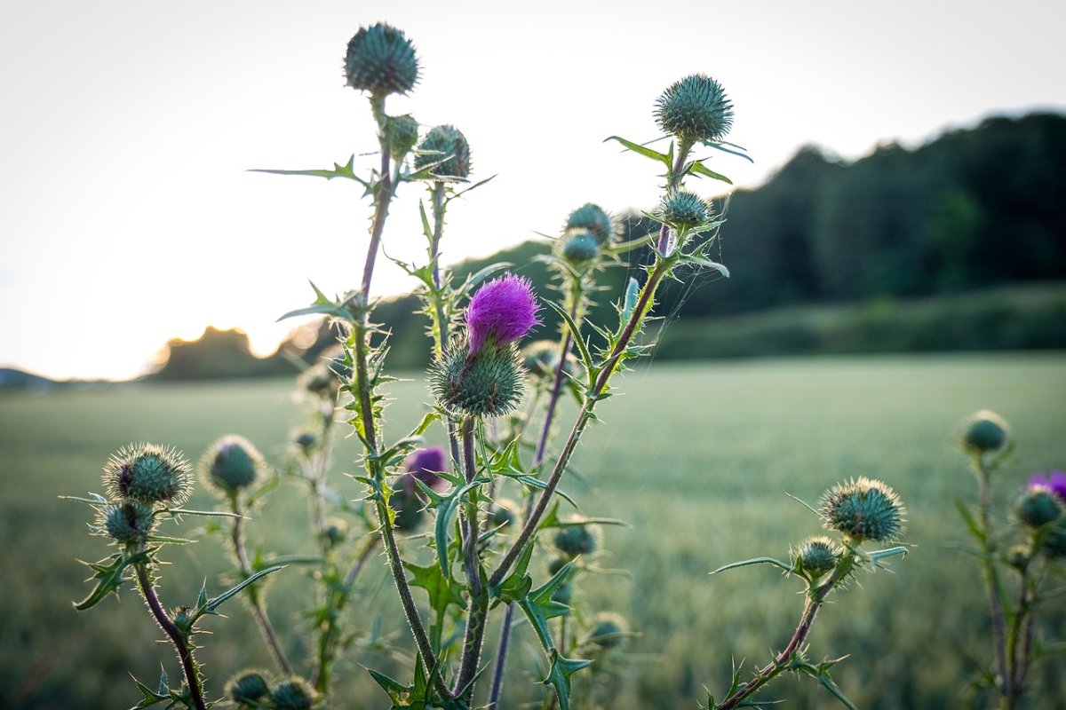 Чертополох мелкоголовчатый