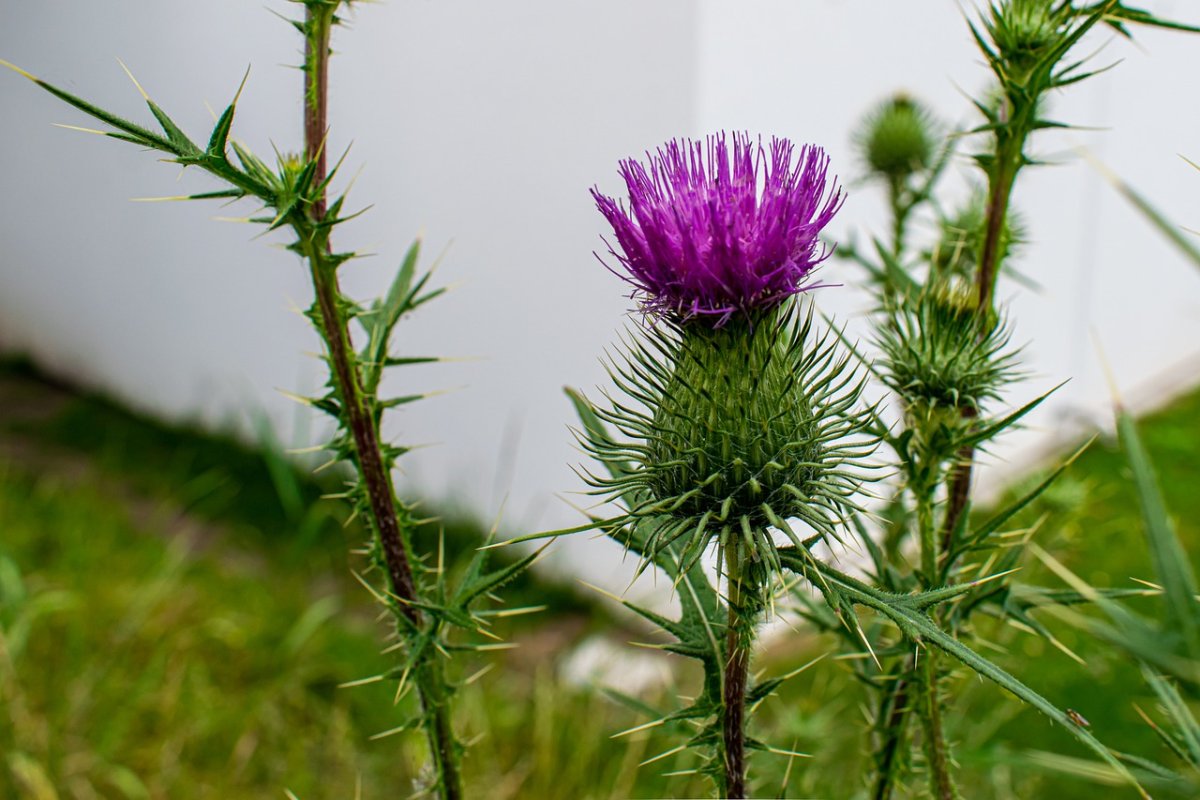 Репей чертополох Бодяк