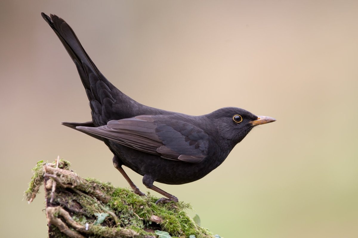 Дрозд темнозобый экосистема