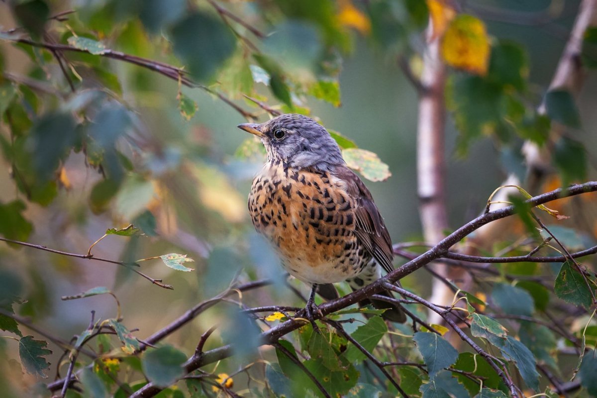 Дрозд деряба рябинник
