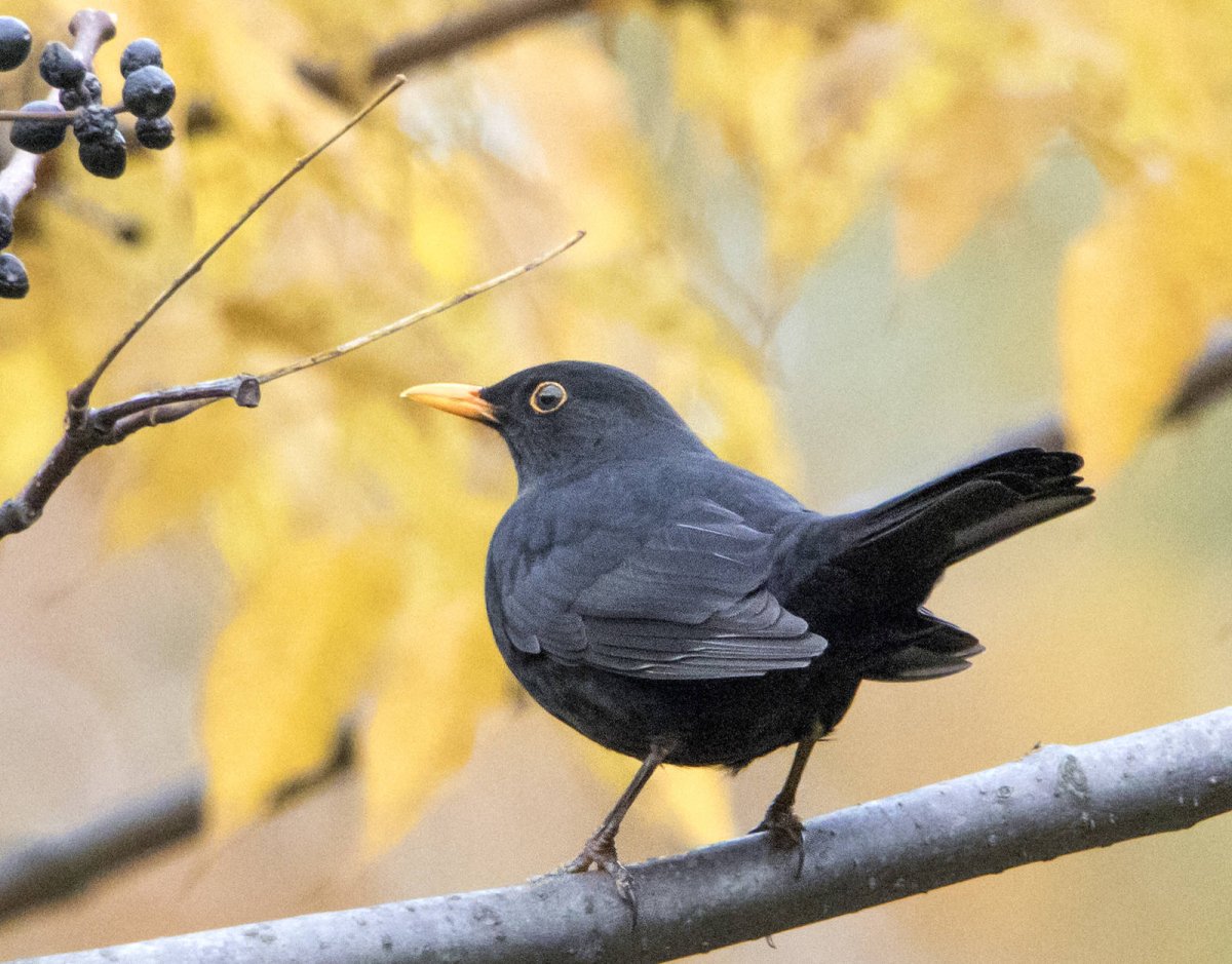 Дрозд чёрный на Кубани